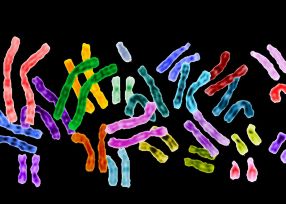 In der synthetischen Biologie wird mit  genetischen Bausteinen Neues geschaffen. 