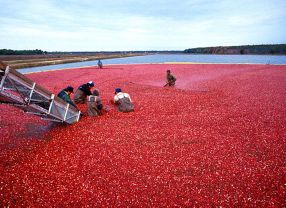 Cranberry-Ernte in New Jersey, USA. Die Beere, der man gesundheitsfördernde Wirkung nachsagt, erfreut sich in den letzten Jahren einer steigenden Beliebtheit.