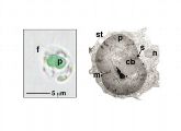 Schematische (links) und elektronenmikrographische (rechts) Darstellung von C. paradoxa. Die Süßwasseralge besitzt zwei Flagellen (f), der Plastid (p) enthält einen Zentralkörper (cb). Weiterhin zu erkennen: Zellkern (n), Mitochondrion (m), Stärkekörner (st) und Peptidoglykanwände (s).