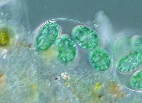 Glaucocystis sp. sind einzellige Algen, die Plastiden besitzen. Das Genom dieser Plastiden ähnelt dem frei lebender Cyanobakterien.