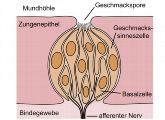 Eine Geschmacksknospe der menschlichen Zunge enthält jeweils 30-80 Rezeptorzellen. Die Bandbreite des menschlichen Geschmacks entsteht durch die Kombination von 25 unterschiedlichen Rezeptortypen.