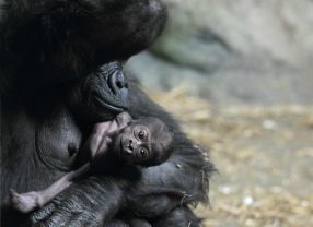 Wissenschaftler aus Großbritannien haben das Erbgut des Gorillas vollständig entschlüsselt.