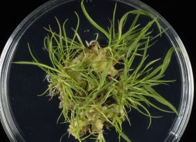 Das Süßgras Brachypodium distachyon ist wegen seines kleinen Genoms ein Liebling von Getreideforschern.