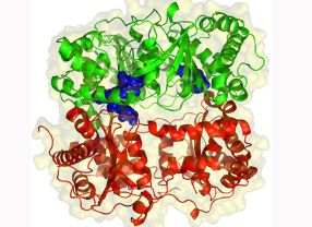Die Struktur eines Enzyms ist komplex, kleine Änderungen führen zu ganz anderen Eigenschaften. Greifswalder Forscher fahnden nach mediznisch wertvollen Varianten.
