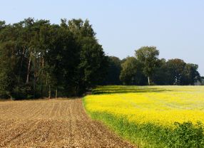 Rapsfelder müssen umgeplügt werden, wenn das Saatgut mit gentechnisch veränderten Pflanzen vermengt war.