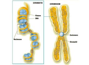 Die Histone, um die sich die DNA in dne Chromosomen wickelt, können das Ablesen der Gene beeinflussen. Berliner Max-Planck-Forscher haben den Code der Histon-Modifikationen nun entschlüsselt.