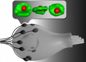 Schematische Darstellung einer Haarzelle und ihrer Synapsen mit den Hörnervenfasern (unten). Haarzellen, die verschiedene Tonfrequenzen bevorzugt verarbeiten, unterscheiden sich in der Zahl der Synapsen: Haarzellen im Bereich des besten Hörens verfügen über die meisten Synapsen. Im Ausschnitt oben ist exemplarisch eine mit der STED-Technologie aufgenommene Synapse zu sehen.