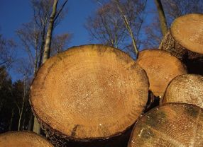 Der neue Aktionsplan soll die stoffliche Nutzung nachwachsender Rohstoffe voranbringen.