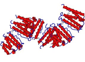 Der Immunbotenstoff Interferon alpha ist in der Lage, schlafende adulte Stammzellen aus ihrem Dämmerzustand aufzuwecken und damit empfänglich für Medikamente zu machen.