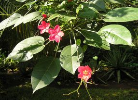 Die Lufthansa nutzt für ihren Langzeitversuch unter anderem Öle, die aus der Nuss der Jatropha-Pflanze gewonnen werden.