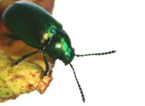 Der Grüne Sauerampferkäfer (Gastrophysa viridula) ist Vorbild für ein neues Material in der Bionik. Es kann genauso wie das Insekt unter Wasser an Oberflächen haften.