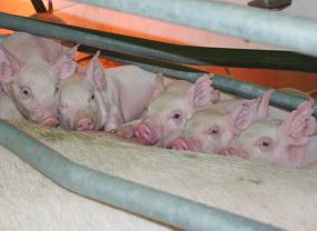 Ein neuer Wurf in den Zuchtlabors der kanadischen Universität Guelph. Die Hälfte der Ferkel sind Enviropigs, die andere Hälfte nicht.