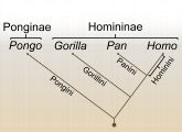 Im Kladogramm sind die Verwandtschaftsverhältnisse der Menschenaffen dargestellt. Nach neuesten Erkenntnissen unterscheiden sich die Genome von Gorilla und Mensch weniger, als bislang vermutet.