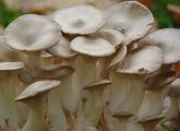 Pleurotus eryngii auf einem Block aus Holzsubstrat. Der auch als Kräuterseitling bekannte Speisepilz baut Lignin aus Holz ab.