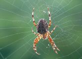 Die Gartenkreuzspinne kann sieben verschiedene Fädensorten herstellen. Ihre Gene bringen nun Bakterien dazu,  Spinnenseide im Fermenter herzustellen.