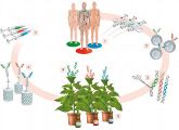 So funktioniert die persönliche Antikörper-Produktion: Der genetische Bauplan der Antikörperstrukturen wird vervielfältigt und in Virenhüllen eingepflanzt. Diese werden mittels Agrobakterien in die Pflanzenzelle gebracht. Dort befiehlt der Virus der Zelle die Produktion der Antikörper. Mit einem Trägerweiweiß versehen trainieren die Antikörper das Immunsystem des Patienten. 