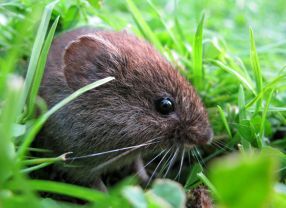 Mäuse, die in einem winzigen Molekül in ihren Zellen eine winzige Veränderung tragen, werden im hohen Alter schwerhörig.