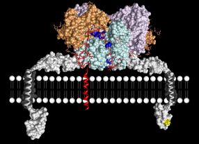 Das Wissen um die atomare Struktur des Enzyms Meprin-beta könnte in Zukunft die Erforschung neuer Wirkstoffe gegen Alzheimer oder Krebs ermöglichen.