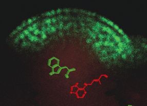 Dieser optische Querschnitt durch die Wachstumszone im Spross der Ackerschmalwand zeigt die Verteilung eines wichtigen Wachstumsregulators. Schematisch sind die Moleküle der Wachstumshormone Cytokinin (grün) und Auxin (rot) dargestellt. 