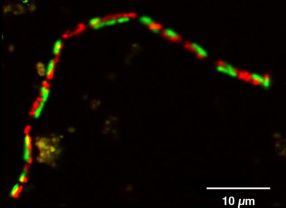 Mikroskopische Aufnahme eines kettenförmigen AOM-Konsortiums. Die methanoxidierenden Archaeen sind in rot, die sulfatreduzierenden Bakterien in grün dargestellt.