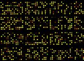 Ein DNA-Microarray, mit dem die Aktivierung des Genclusters beim Schimmelpilz nachgewiesen wurde.