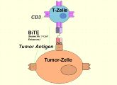 Die bispezifischen Bite-Antikörper dirigieren die Immunzellen in die direkte Nachbarschaft von Tumorzellen.