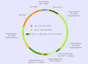 Die menschliche mitochondriale DNA besteht aus 16.569 Basenpaaren mit 37 Genen.