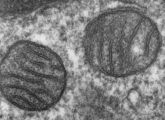 Bei der Reprogrammierung von Körperzellen kommt es im Erbgut der Zellkraftwerke, der Mitochondrien, besonders häufig zu Veränderungen.