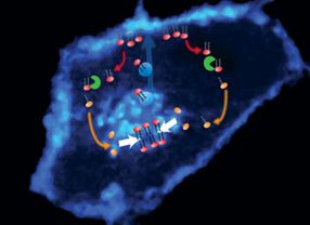 Aufnahme der räumlichen Verteilung des Krebsprotein Ras (blau fluoreszierend), das in der Zellmembran (Rand) und im Golgi-Apparat (Zentrum) gehäuft vorkommt. Die Fotomontage zeigt, wie das Verteilungsmuster von Ras im Gleichgewicht gehalten wird.