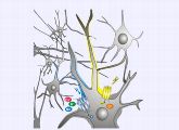 Channelrhodopsine wie das  Channelrhodopsin-2 (blau) und Halorhodopsin (gelb) sollen in Nervenzellen Impulse auslösen, wenn Licht einer bestimmten Wellenlänge auf sie trifft.