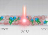 Das neue Messverfahren beruht auf dem Prinzip der Thermophorese: Bindet ein Wirkstoff an ein Molekül, bewegt sich der Komplex zum Bereich mit den höheren Temperaturen.