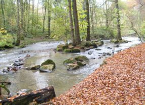 Auch vor 40.000 Jahren dürften im Neandertal bei Düsseldorf nicht allzuviele Neandertaler anzutreffen gewesen sein.