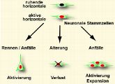 Neuronale Stammzellen im Gehirn der Maus können auch noch im Alter neue Nervenzellen hervorbringen.