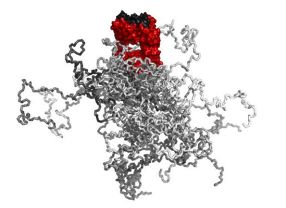 Ein Antikörperfragment (rot-schwarz) erhält durch eine lange Aminosäurekette, die aus Prolin, Alanin und Serin (PAS) besteht, eine Art "Ballon", der die Halbwertszeit im Blut verlängert.