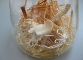 Pleurotus sapidus, eine Seitlingsart, kultiviert auf Rapsstroh. Der Pilz ist möglicherweise ein Schlüssel zur Gewinnung von Biosprit.