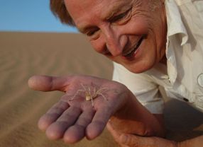 Ingo Rechenberg von der TU Berlin mit der Rad schlagenden Spinne "Araneus rota", die Pate für neuartige Antriebssysteme stehen könnte.