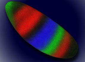 Bei der Entwicklung des Taufliegenembryos werden zu Beginn wichtige Weichen genetisch gestellt. Ein Wissenschaftlerteam unter deutscher Beteiligung hat jetzt erstmals eine detaillierte Karte der wichtigen Schaltelemente erstellen können.