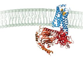 Signalaustausch über G-Proteine: Ein Signal von außerhalb (oben, gelb dargestellt) etwa durch ein Hormon ausgelöst, wird über Moleküle (blau) ins Innere der Zelle an Proteine (rot) vermittelt.