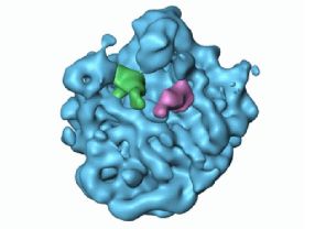 Dieses Bild zeigt eine Untereinheit eines Ribosoms (blau). Durch eine Stelle der Proteinfabrik werden Transfer-RNAs (grün, violett) hindurchgeschleust. Sie haben die Aminosäuren im Gepäck.