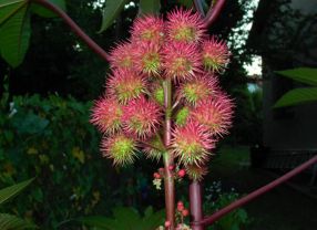 Der Wunderbaum (Ricinus communis) liefert mit seinen Samen den Rohstoff für eines der ältesten Arzneimittel der Menschheit.