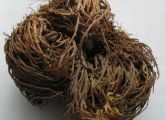 Die Unechte Rose von Jericho "Selaginella lepidophylla" kann in eingerolltem Zustand mehrere Monate ohne Wasser auskommen.