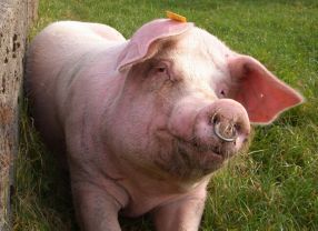 Ob ein Schwein das Gen für besseres Fleisch besitzt, sieht man ihm auf den ersten Blick nicht an. Dazu ist ein Gentest der US-FirmaNewsham Choice Genetics notwendig.