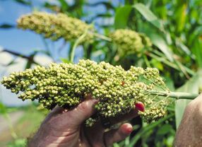 Sorghum, im Deutschen auch als Mohrenhirse bekannt, wird bis zu fünf Meter hoch und ist erstaunlich widerstandsfähig gegen Trockenheit und Hitze.