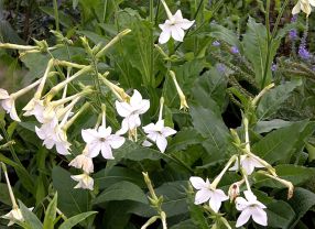 Tabakpflanzen (hier:Nicotiana alata) sind aufgrund ihres entschlüsselten Genoms als Pharmapflanzen besonders beliebt.