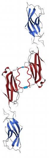 Das an der Universität Würzburg entwickelte Tandem-Peptid (Bildmitte) "verklebt" zwei VE-Cadherin-Haftproteine miteinander. Auf diese Weise dichtet es durchlässig gewordene Blutgefäße ab.