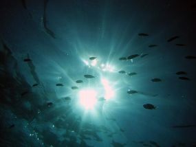 Auch unter Wasser reicht das Sonnenlicht - manchmal so viel, dass Algen ihren Sonnenschutzfaktor benutzen müssen, um nicht zugrunde zu gehen.