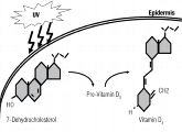 Eigentlich ist Vitamin D gar kein Vitamin. Die Substanz ähnelt eher einem Hormon, das mithilfe von UVB-Licht in der Haut aus einem Vorläufermolekül des Cholesterins hergestellt wird.