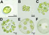 Diese Abbildung fasst die Evolutionstufen bei Grünalgen zusammen. Chlamydomonas ist eine einzellige Grünalge (A), der Mehrzeller Volvox steht am Ende der Reihe.