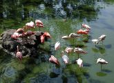 Eine Szene aus dem Tierpark, wie Normalsichtige sie wahrnehmen. Bei ihnen ist das CNGA3-Gen unverändert.