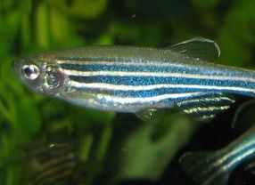 Ein Zebrafischweibchen. Die Fische werden ungefähr fünf Zentimeter groß. Weil die Tiere in ihrer frühen Entwicklung nahezu transparent sind und sich genetisch leicht verändern lassen, sind Zebrafische bei Entwicklungsgenetikern sehr beliebt.